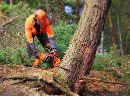 Why Choose Our Tree Removal Services in Truckee, CA?