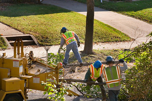 Best Tree and Shrub Care  in Truckee, CA