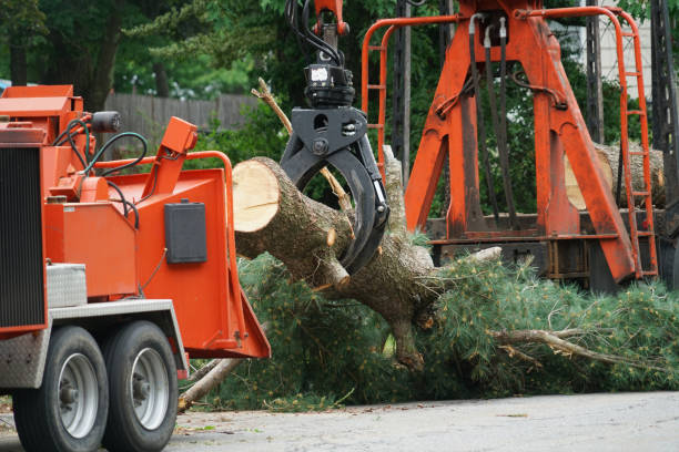 Best Tree Trimming and Pruning  in Truckee, CA